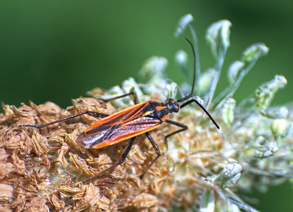 Leptopterna dolabrata ? Sì, maschio